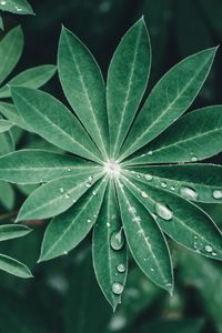 Preview wallpaper lupine, leaves, drops, water, macro