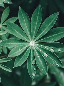 Preview wallpaper lupine, leaves, drops, water, macro