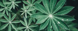 Preview wallpaper lupine, leaves, drops, water, macro