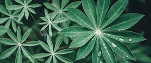 Preview wallpaper lupine, leaves, drops, water, macro