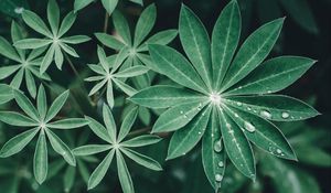 Preview wallpaper lupine, leaves, drops, water, macro