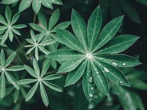 Preview wallpaper lupine, leaves, drops, water, macro