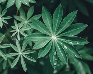 Preview wallpaper lupine, leaves, drops, water, macro