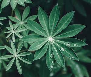 Preview wallpaper lupine, leaves, drops, water, macro