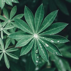 Preview wallpaper lupine, leaves, drops, water, macro