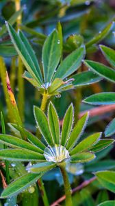 Preview wallpaper lupine, leaves, drops, water, macro, plants