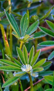 Preview wallpaper lupine, leaves, drops, water, macro, plants