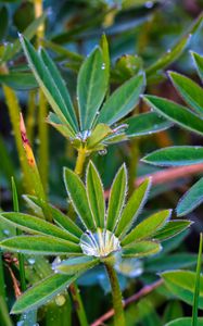 Preview wallpaper lupine, leaves, drops, water, macro, plants