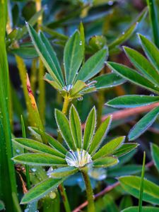 Preview wallpaper lupine, leaves, drops, water, macro, plants