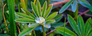 Preview wallpaper lupine, leaves, drops, water, macro, plants