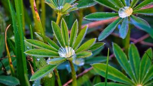 Preview wallpaper lupine, leaves, drops, water, macro, plants