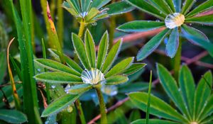 Preview wallpaper lupine, leaves, drops, water, macro, plants