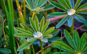 Preview wallpaper lupine, leaves, drops, water, macro, plants