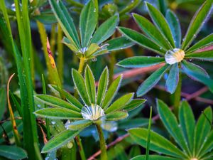 Preview wallpaper lupine, leaves, drops, water, macro, plants