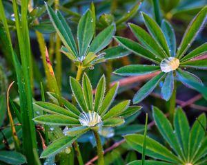 Preview wallpaper lupine, leaves, drops, water, macro, plants