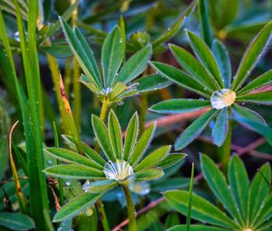 Preview wallpaper lupine, leaves, drops, water, macro, plants