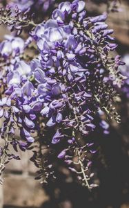 Preview wallpaper lupines, bouquet, light