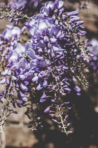 Preview wallpaper lupines, bouquet, light