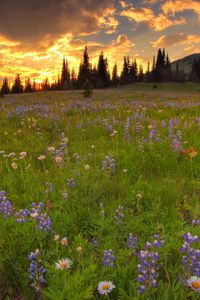 Preview wallpaper lupines, daisies, flowers, meadow, greens, trees, sky, skyline, clouds