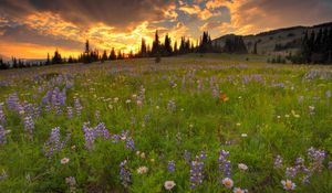 Preview wallpaper lupines, daisies, flowers, meadow, greens, trees, sky, skyline, clouds