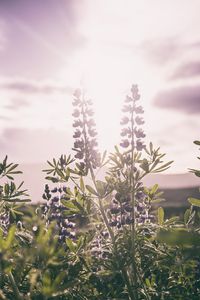 Preview wallpaper lupines, field, sunlight