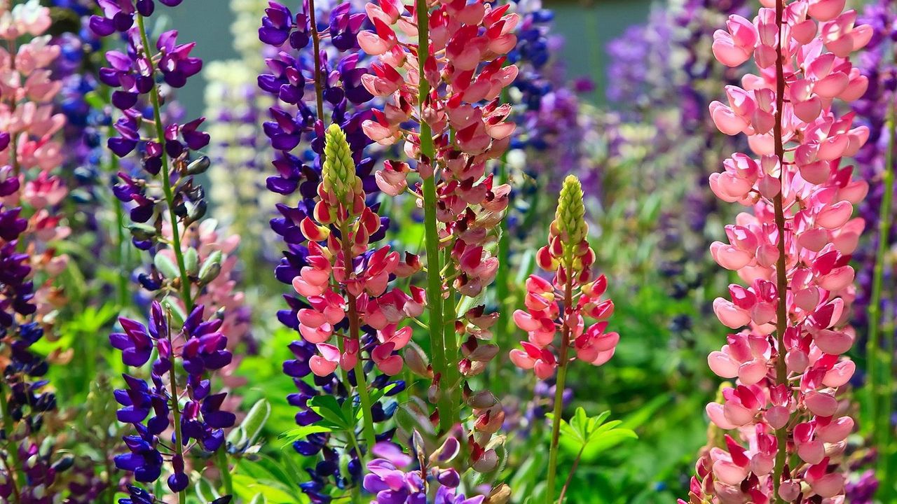 Wallpaper lupines, flower, flowerbed, bright, different, sunny