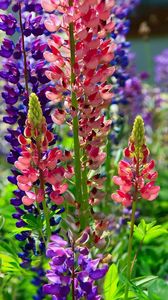 Preview wallpaper lupines, flower, flowerbed, bright, different, sunny