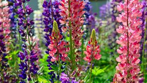 Preview wallpaper lupines, flower, flowerbed, bright, different, sunny