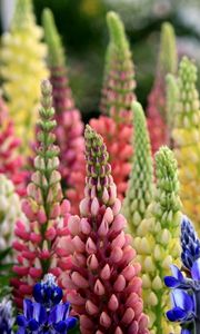 Preview wallpaper lupines, flowers, colorful, crown
