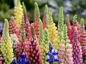 Preview wallpaper lupines, flowers, colorful, crown