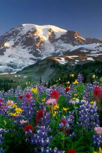 Preview wallpaper lupines, flowers, fields, mountains, trees, nature, snow