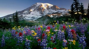 Preview wallpaper lupines, flowers, fields, mountains, trees, nature, snow