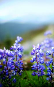Preview wallpaper lupines, flowers, herbs, sharpness, clearing