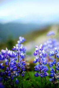Preview wallpaper lupines, flowers, herbs, sharpness, clearing