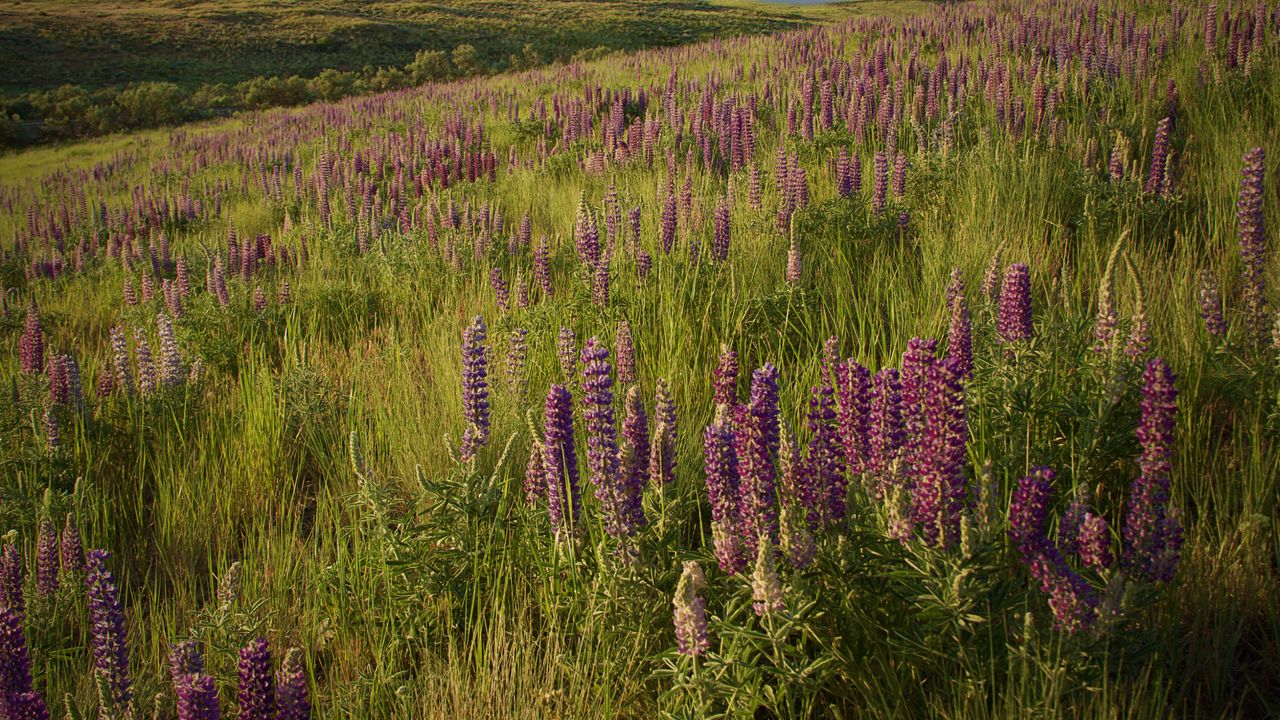 Wallpaper lupins, flowers, field, nature, landscape