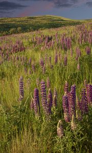 Preview wallpaper lupins, flowers, field, nature, landscape