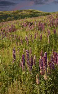 Preview wallpaper lupins, flowers, field, nature, landscape