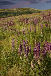 Preview wallpaper lupins, flowers, field, nature, landscape