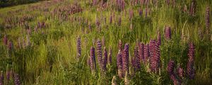 Preview wallpaper lupins, flowers, field, nature, landscape