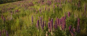 Preview wallpaper lupins, flowers, field, nature, landscape