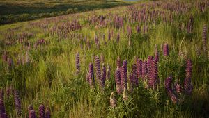 Preview wallpaper lupins, flowers, field, nature, landscape