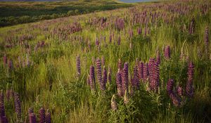 Preview wallpaper lupins, flowers, field, nature, landscape