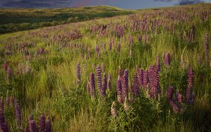 Preview wallpaper lupins, flowers, field, nature, landscape