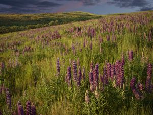 Preview wallpaper lupins, flowers, field, nature, landscape