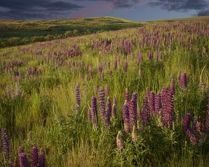 Preview wallpaper lupins, flowers, field, nature, landscape