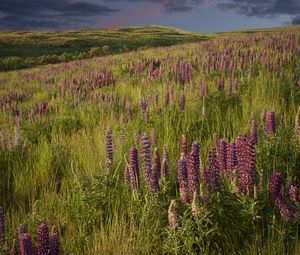 Preview wallpaper lupins, flowers, field, nature, landscape