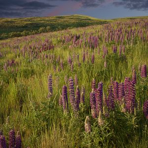 Preview wallpaper lupins, flowers, field, nature, landscape