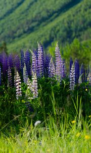 Preview wallpaper lupins, flowers, field, colorful