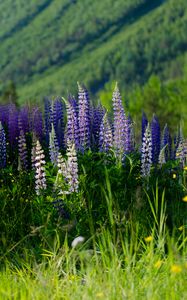 Preview wallpaper lupins, flowers, field, colorful