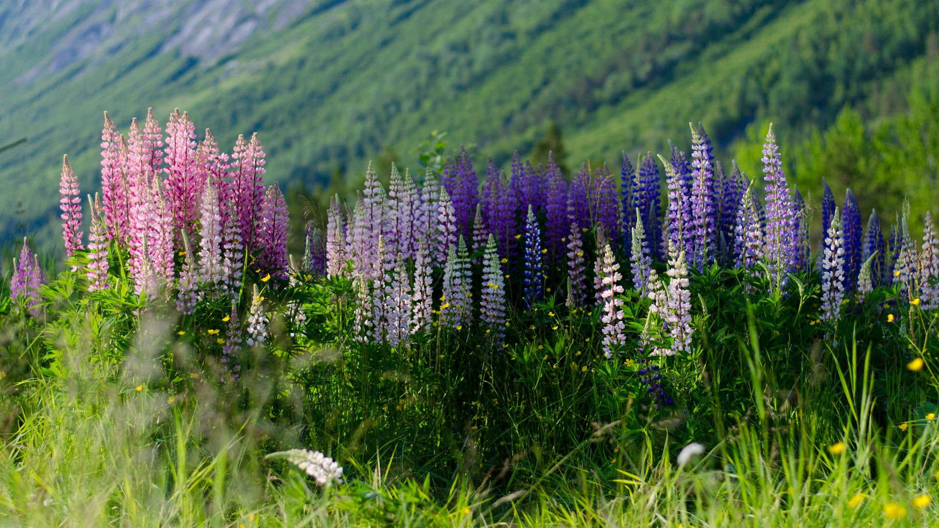 Download wallpaper 1920x1080 lupins, flowers, field, colorful full hd